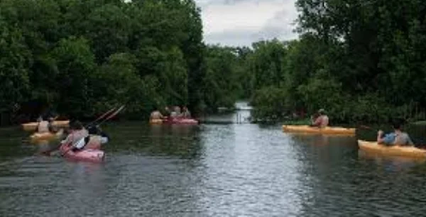 Mangrove Boating (Kochi)