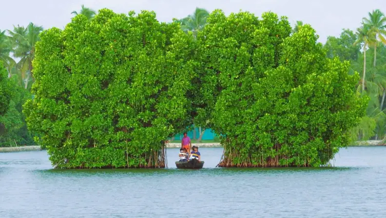 Boating Through Munroe Island – The Soul of Ashtamudi Backwaters
