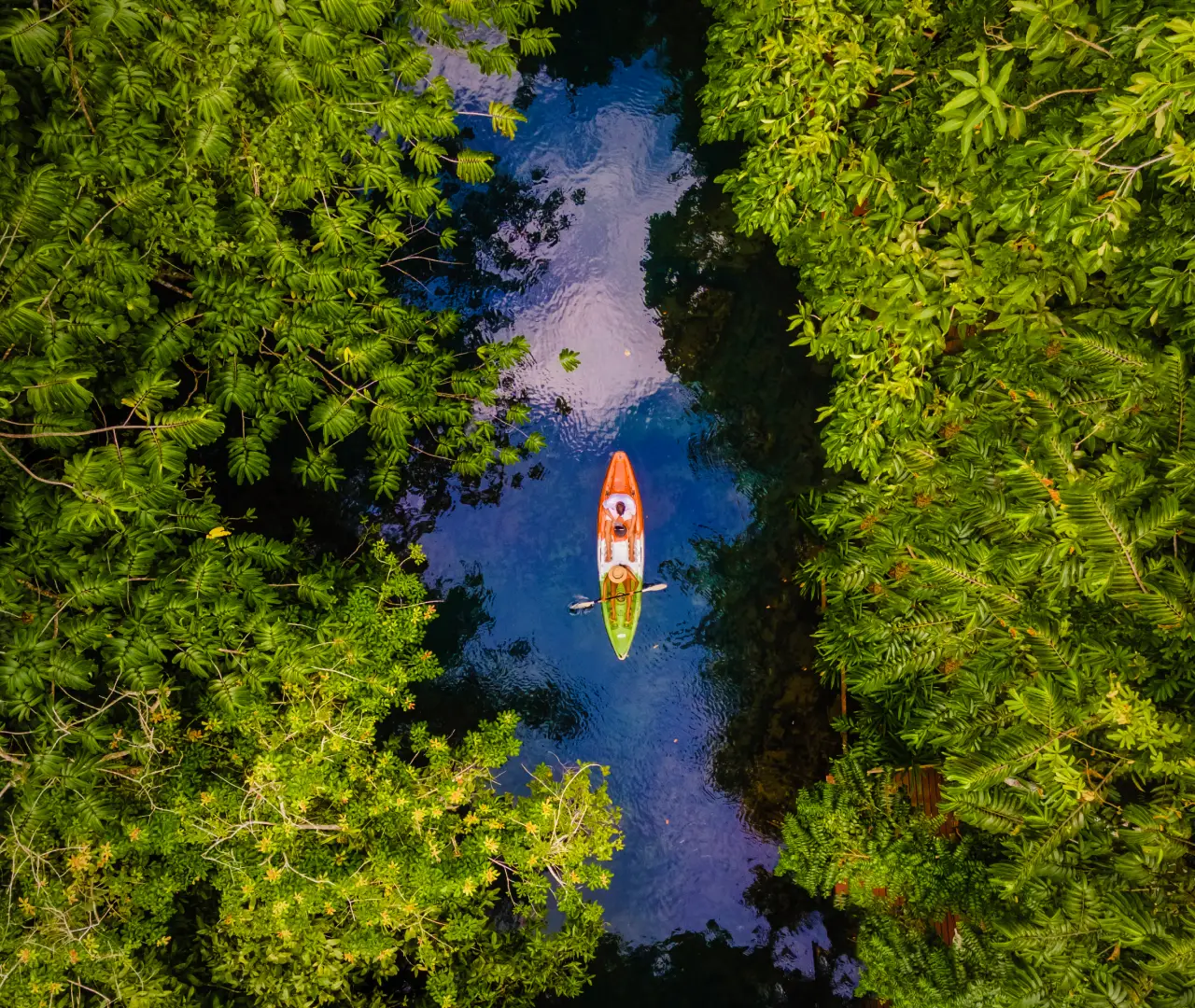 Mangrove Kayaking kochi