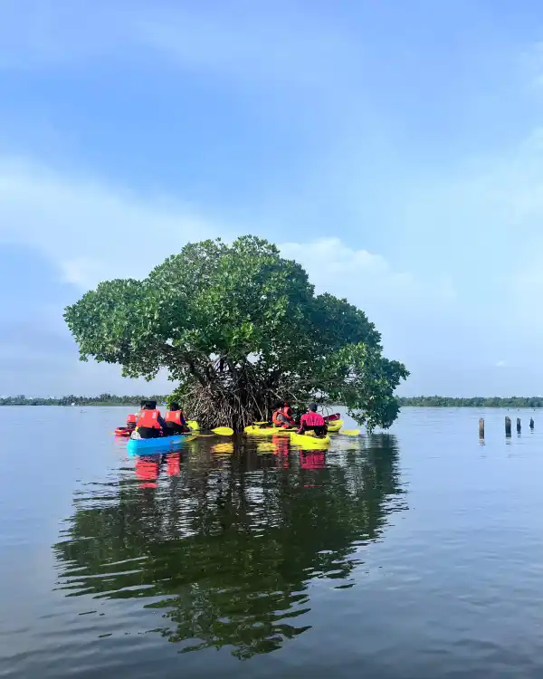 Kayaking Kochi